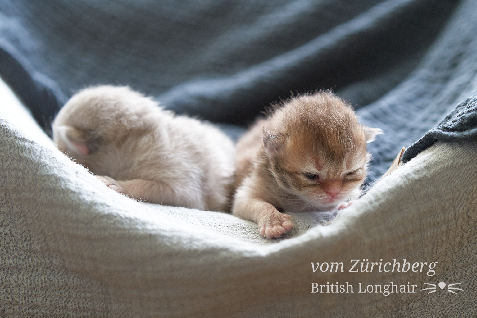 Faustine Litter F3_2019-10-011