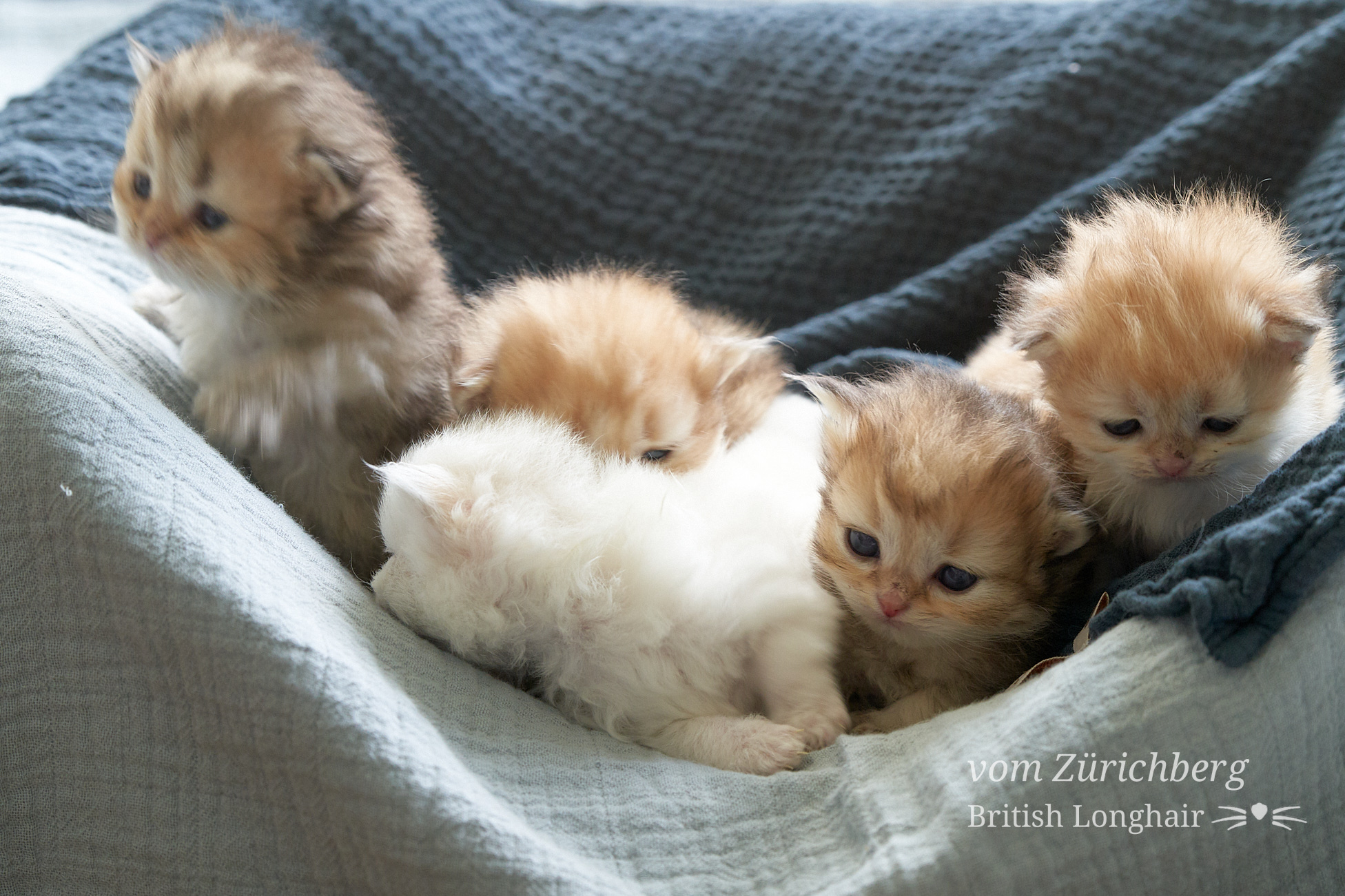 Faustine Litter F3_2019-10-012