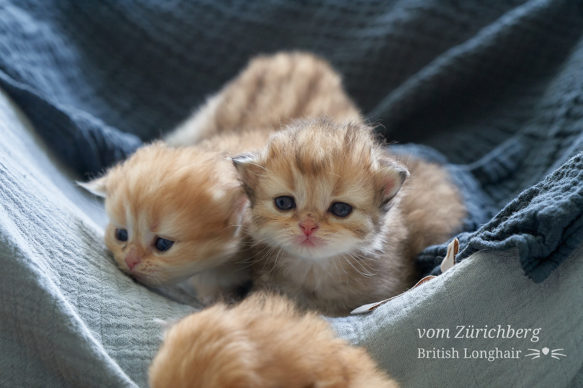 Faustine Litter F3_2019-10-013