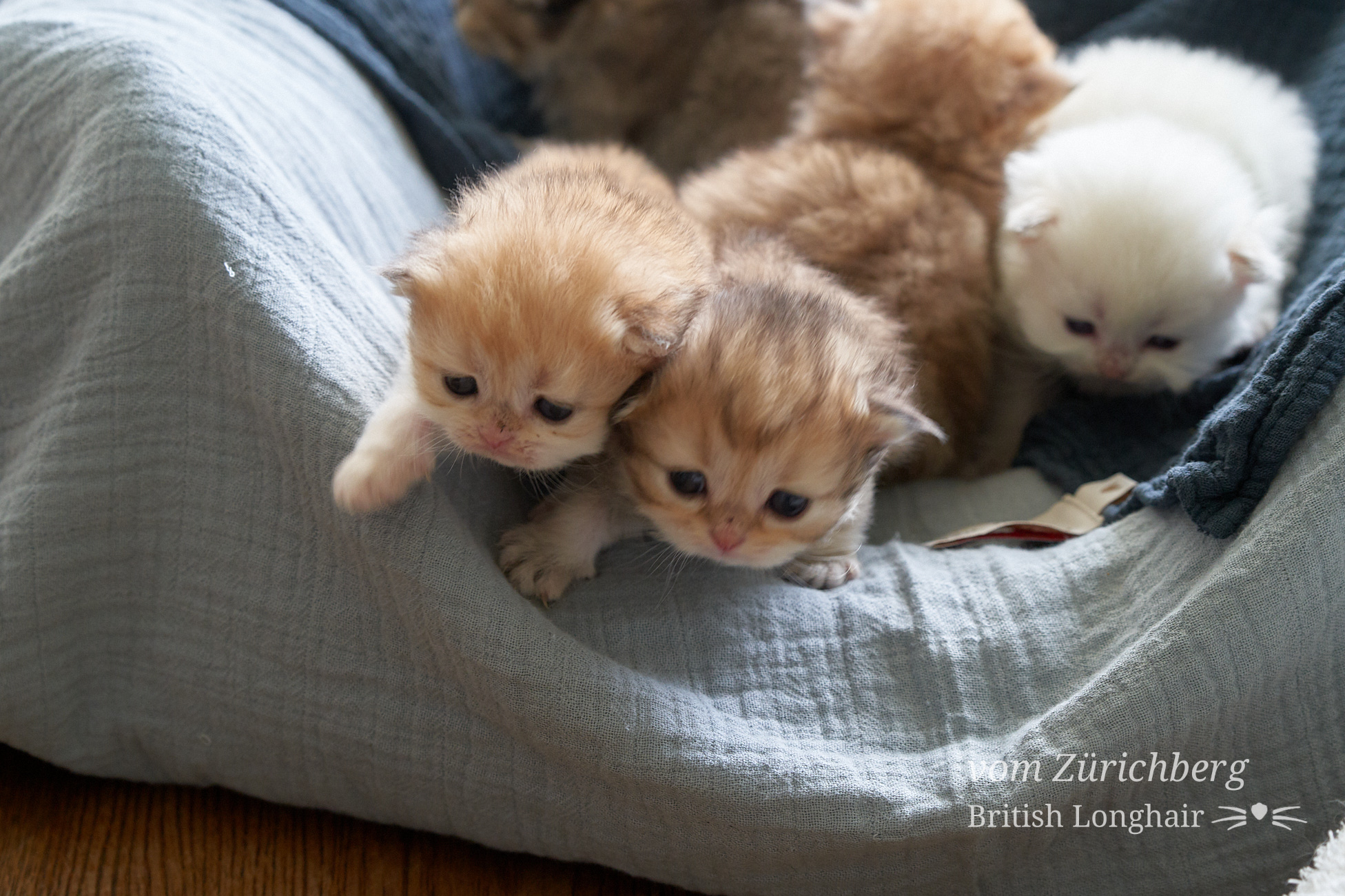 Faustine Litter F3_2019-10-014
