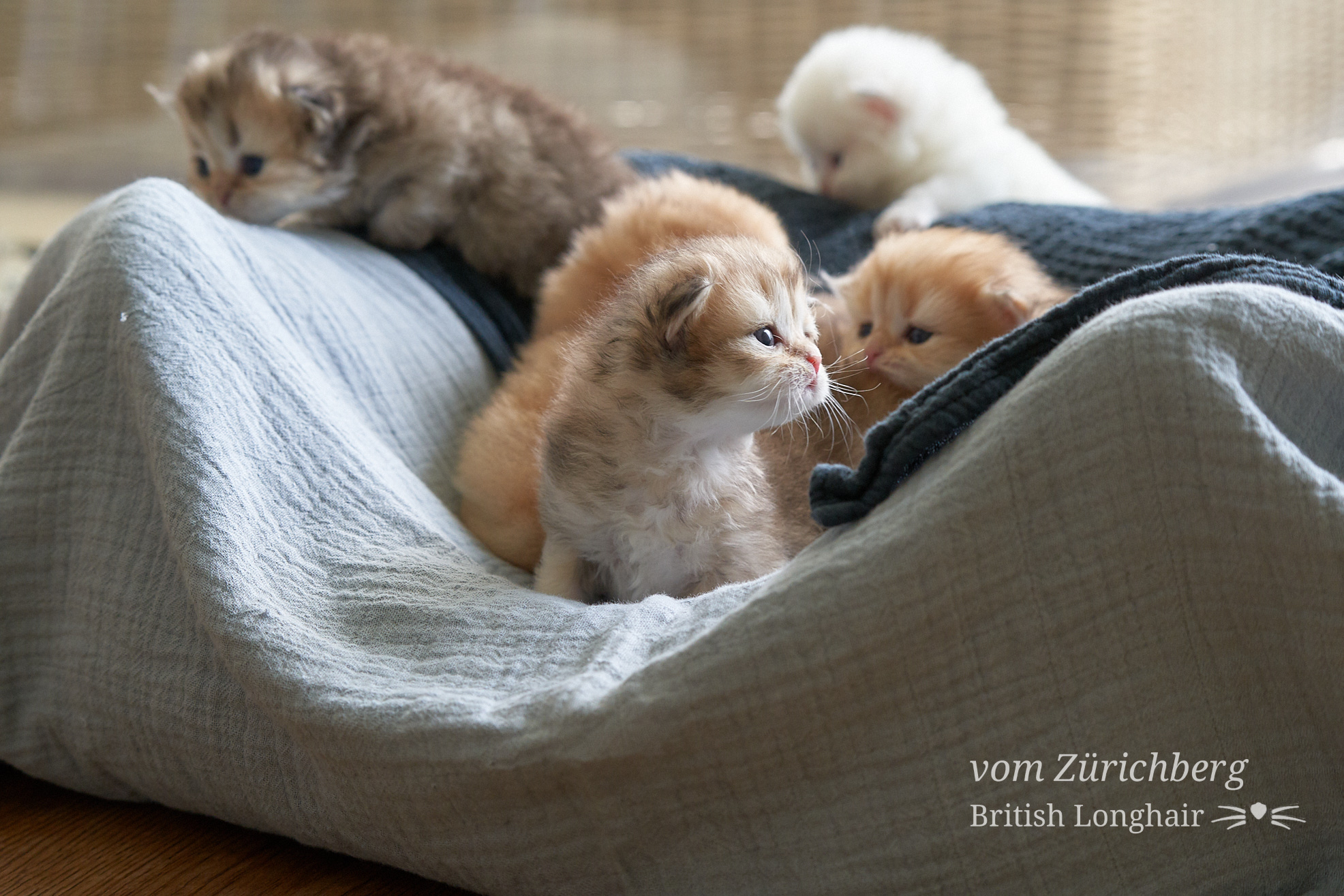 Faustine Litter F3_2019-10-015