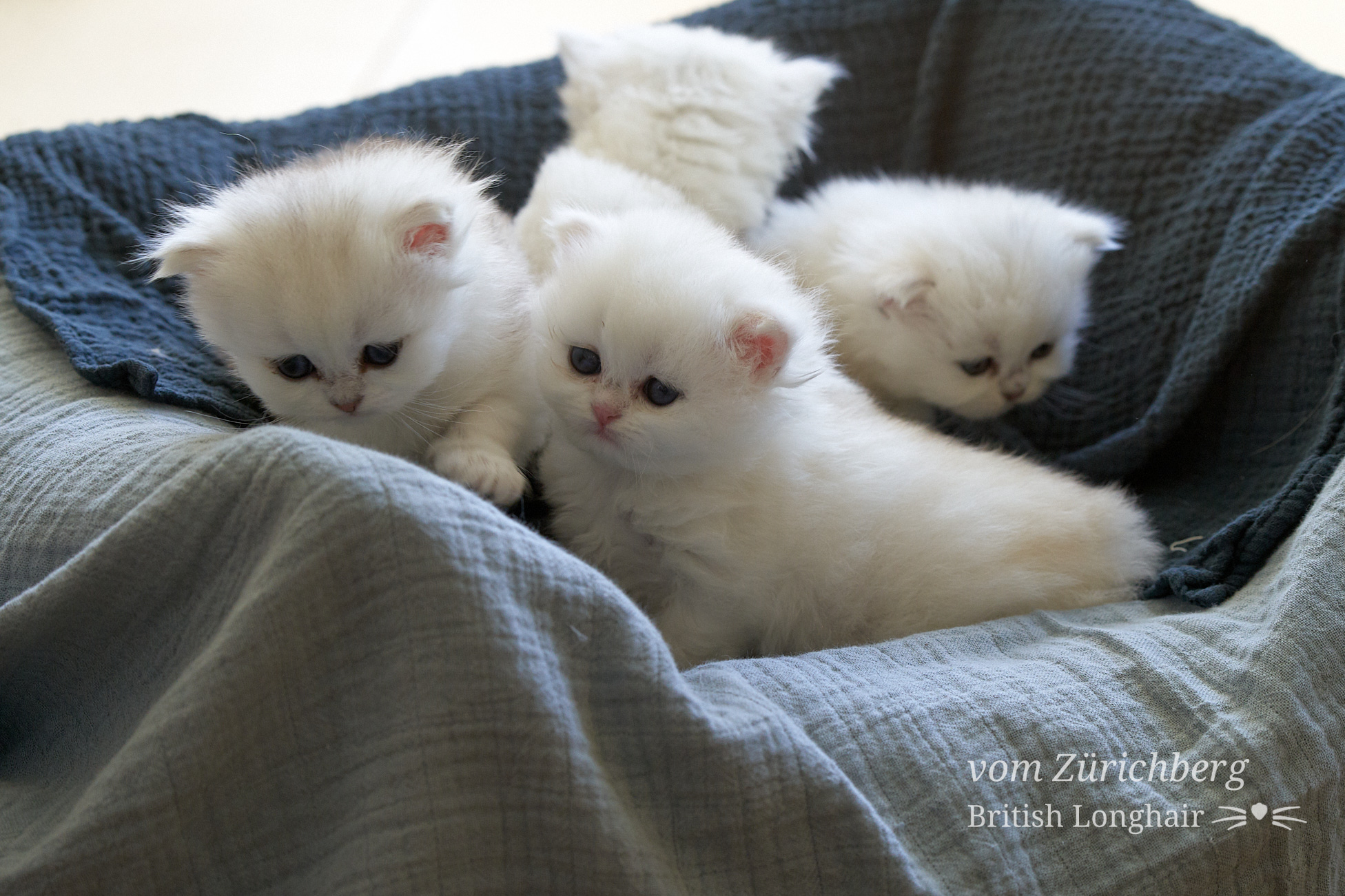 Faustine Litter F3_2019-10-017