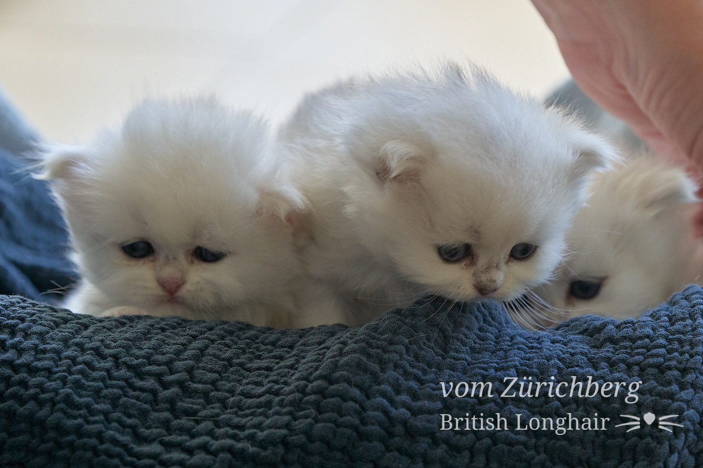 Faustine Litter F3_2019-10-018