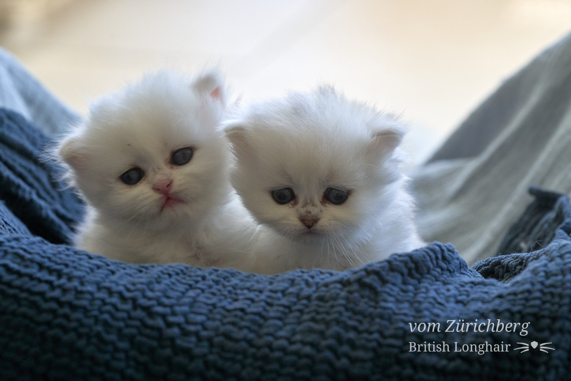 Faustine Litter F3_2019-10-019