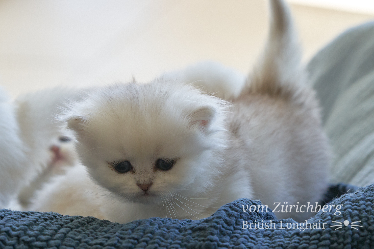 Faustine Litter F3_2019-10-020