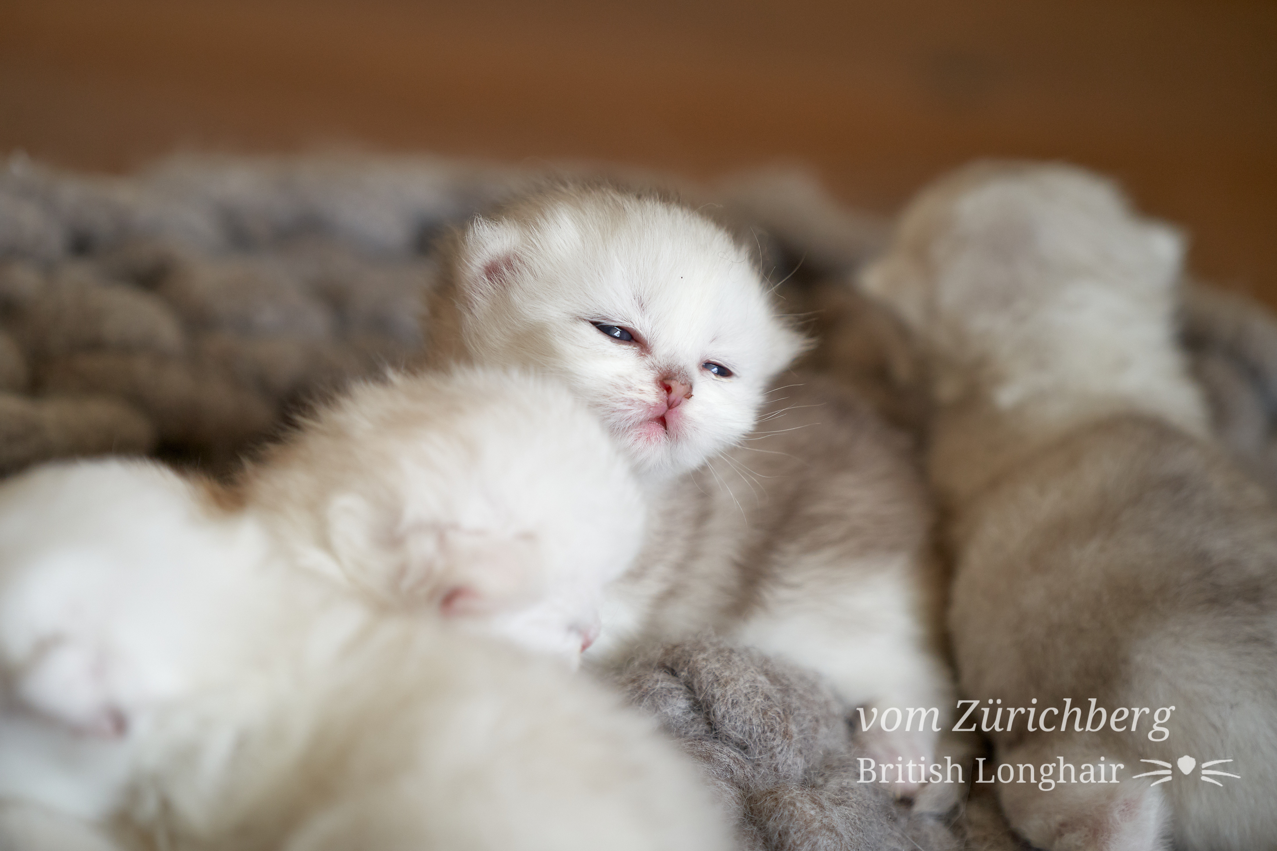 Litter F1_2019-09-034