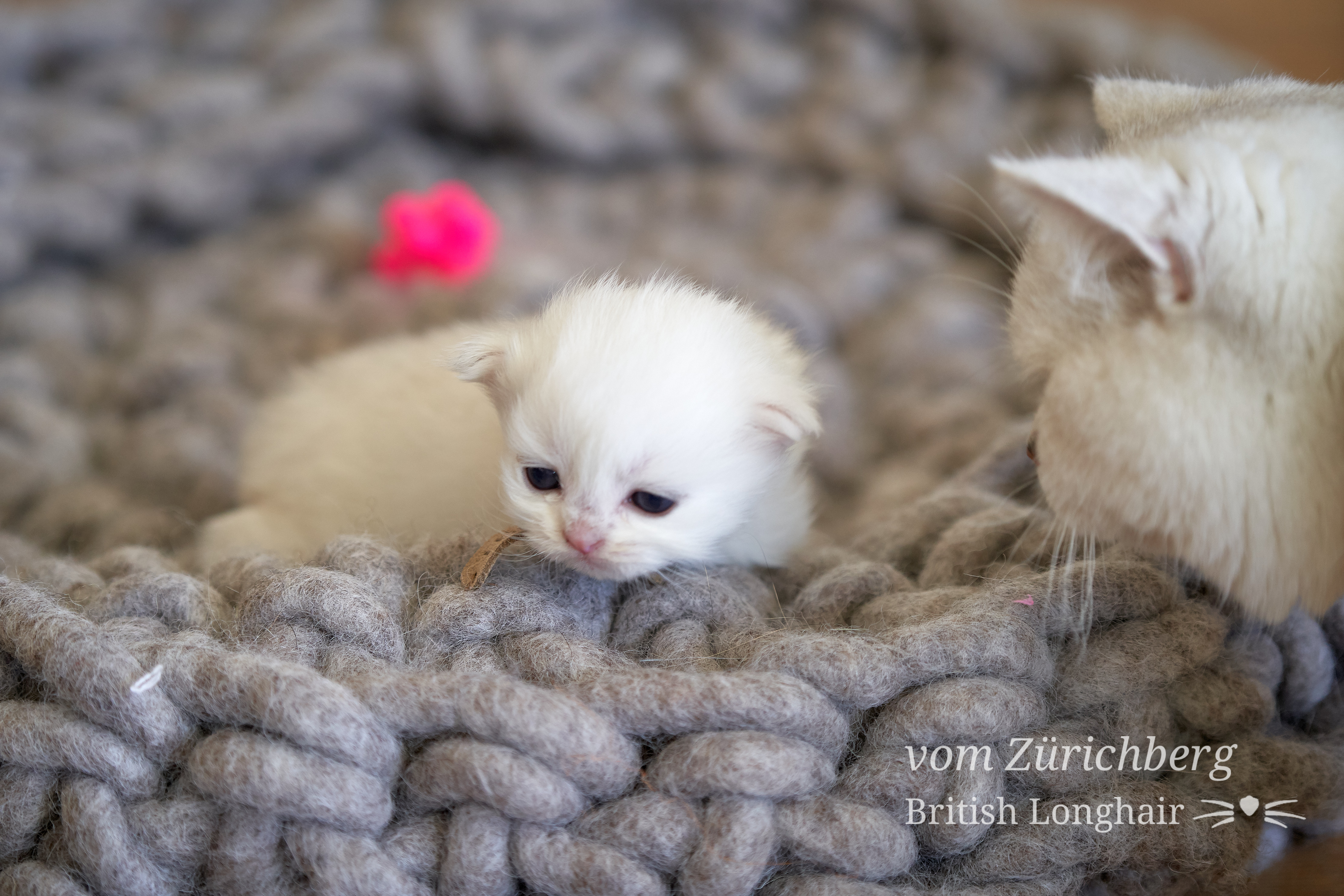 Litter F1_2019-10-008