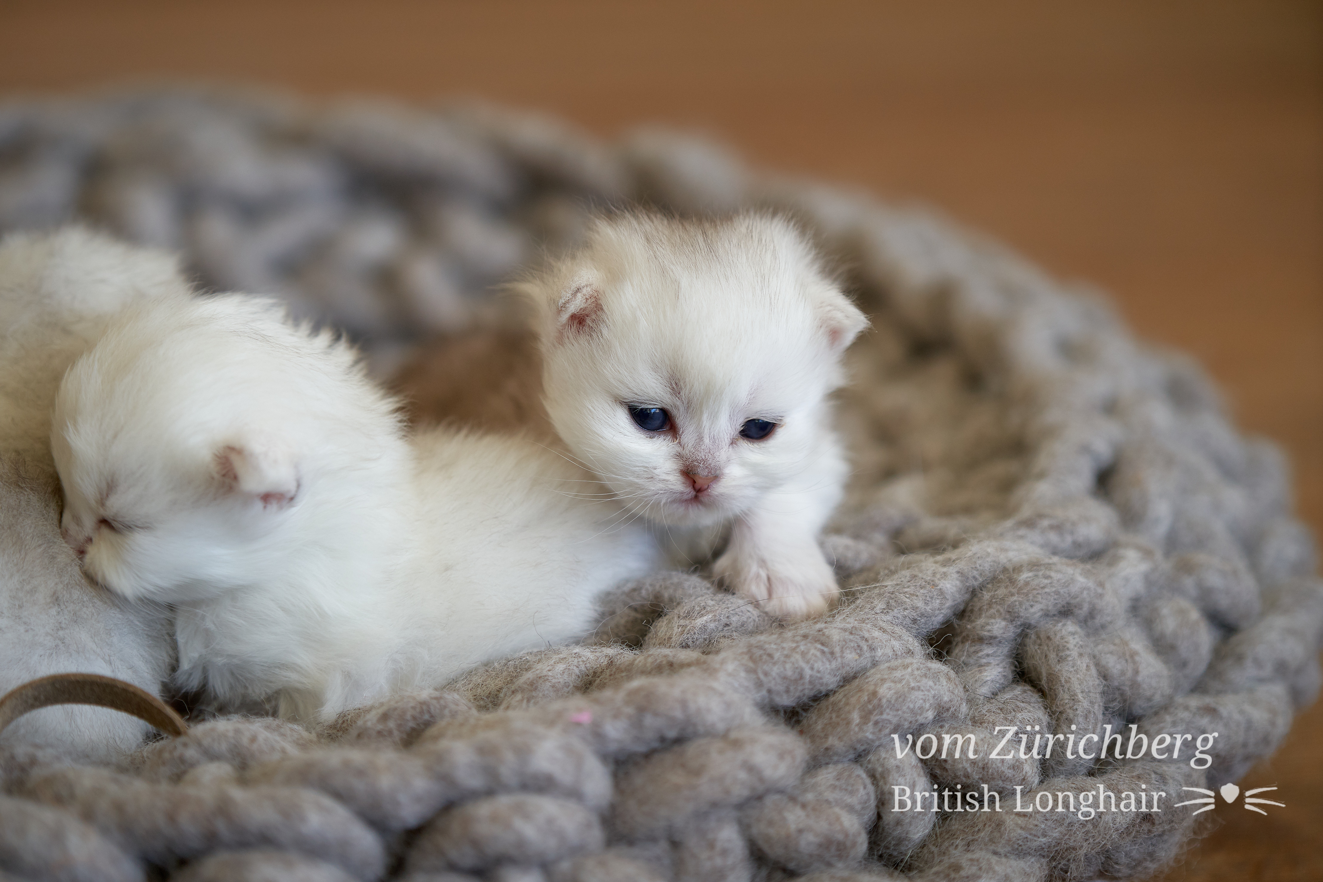 Litter F1_2019-10-010