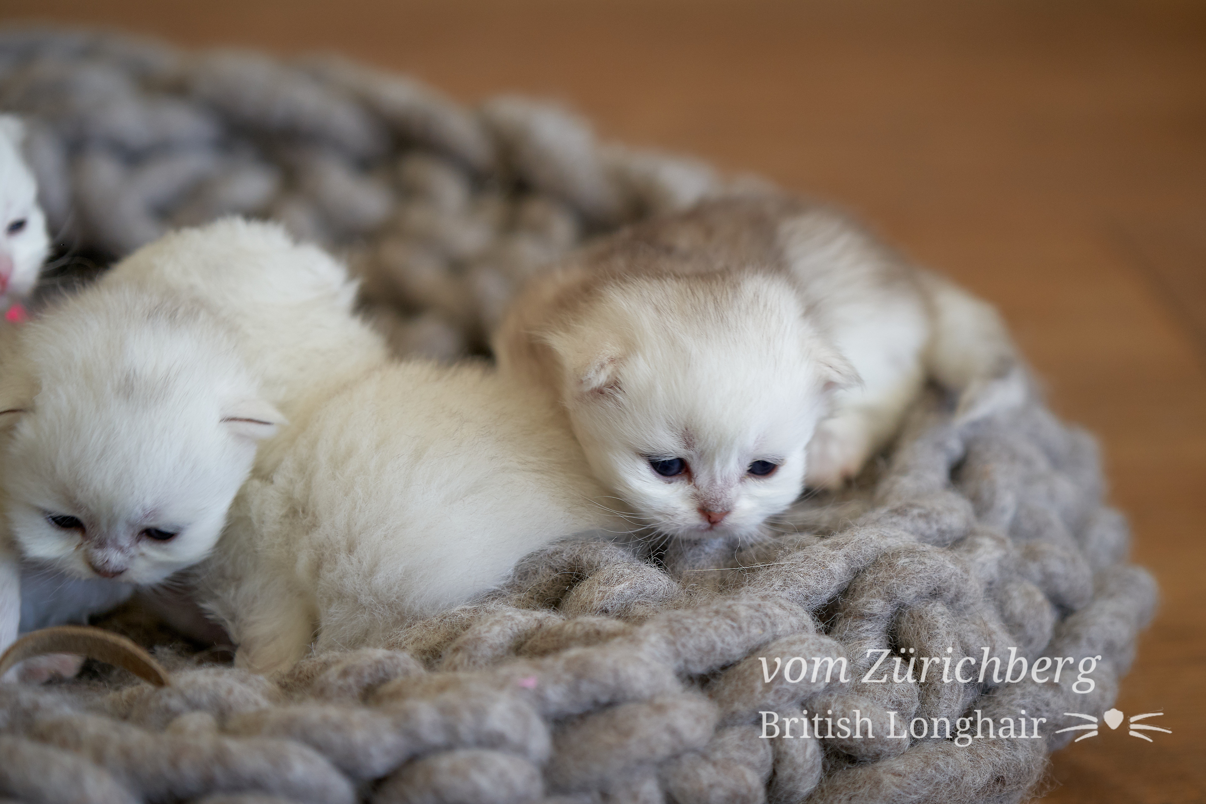 Litter F1_2019-10-013