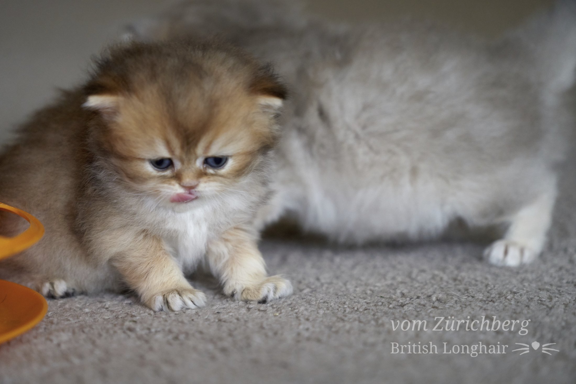 Faustine_Litter F3_2019-11-303