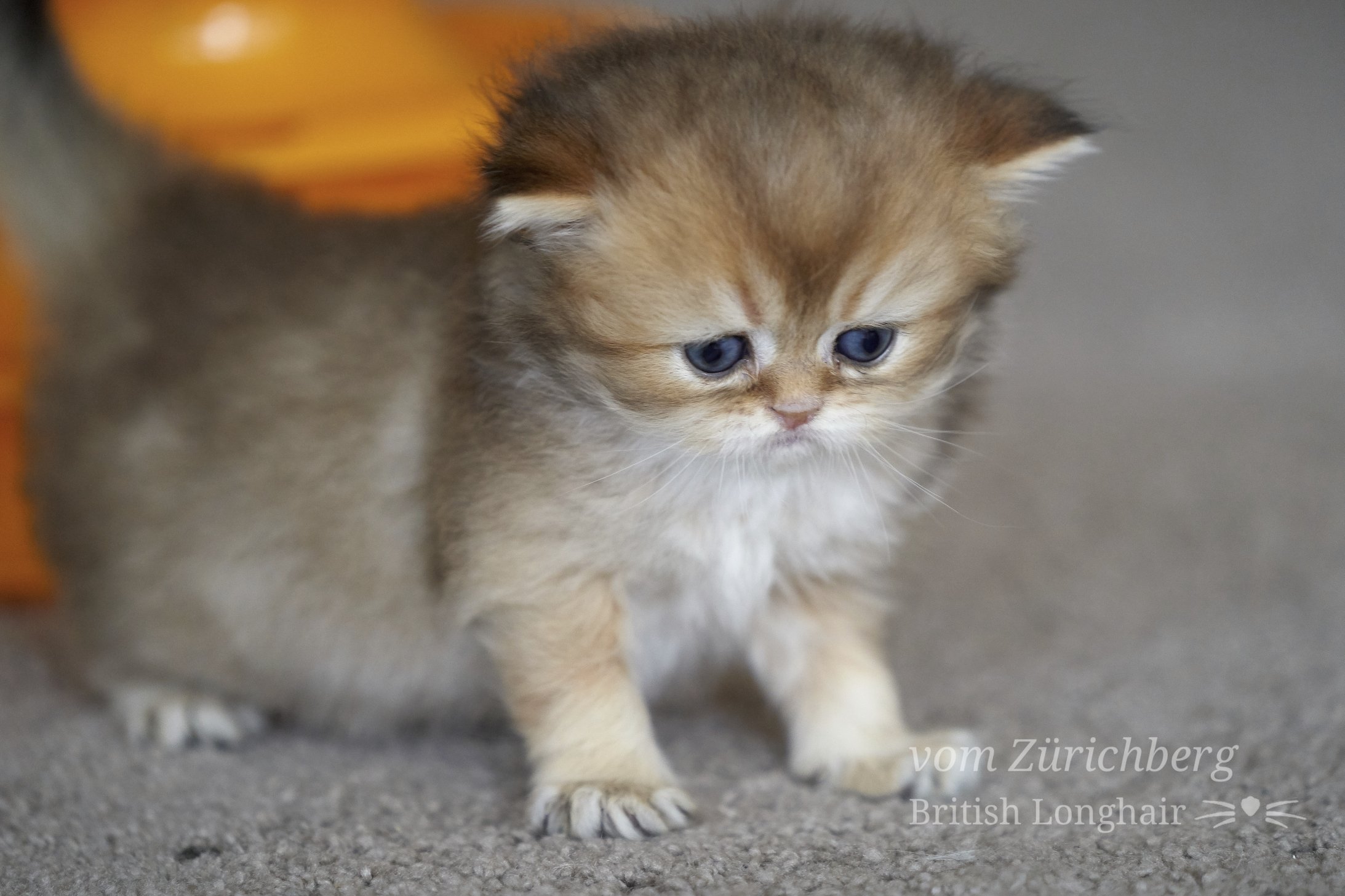 Faustine_Litter F3_2019-11-304