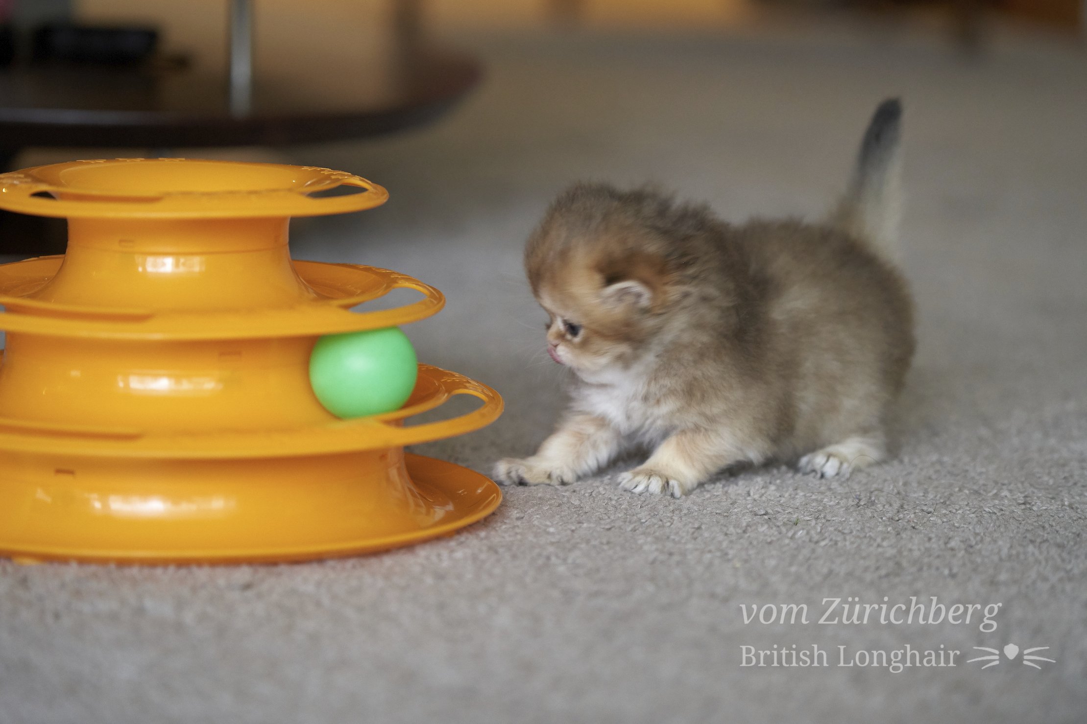 Faustine_Litter F3_2019-11-305