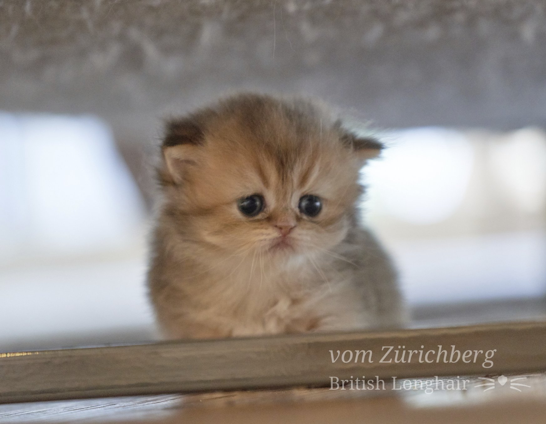 Faustine_Litter F3_2019-11-307