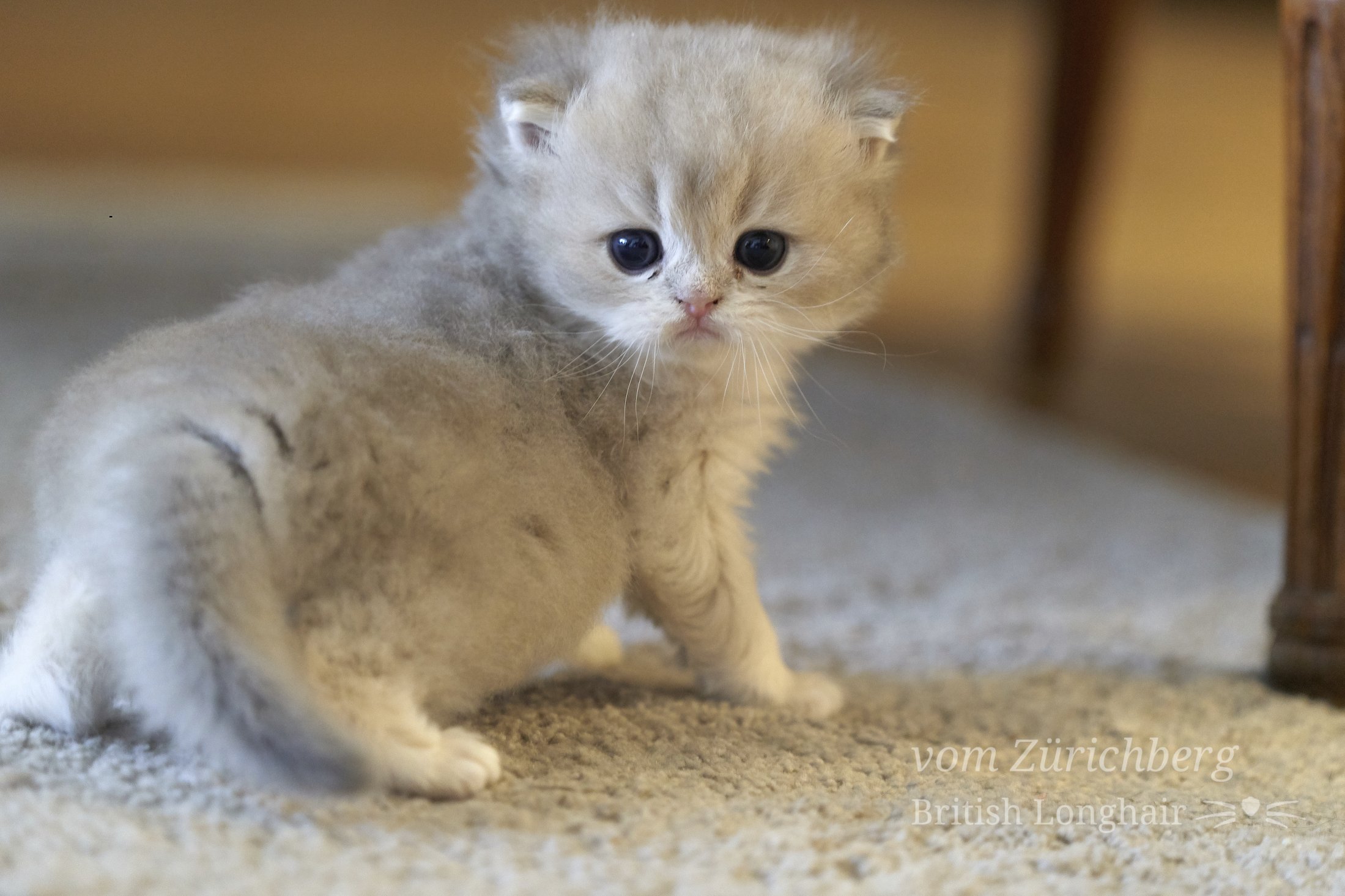 Faustine_Litter F3_2019-11-308