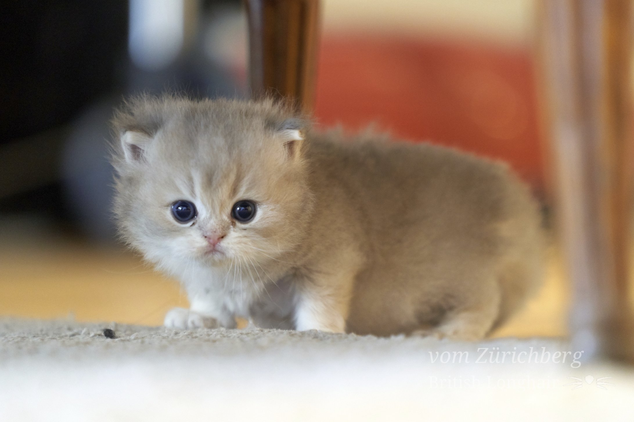 Faustine_Litter F3_2019-11-309