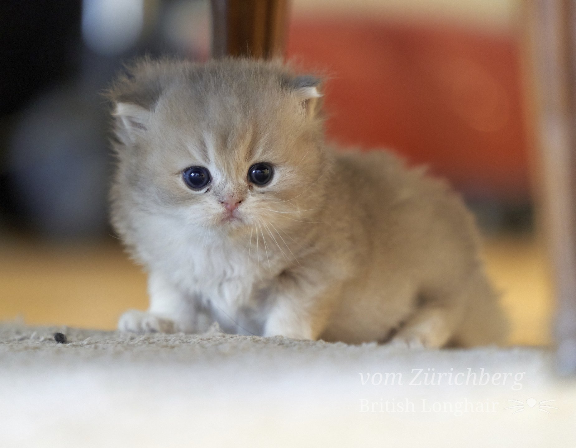 Faustine_Litter F3_2019-11-310