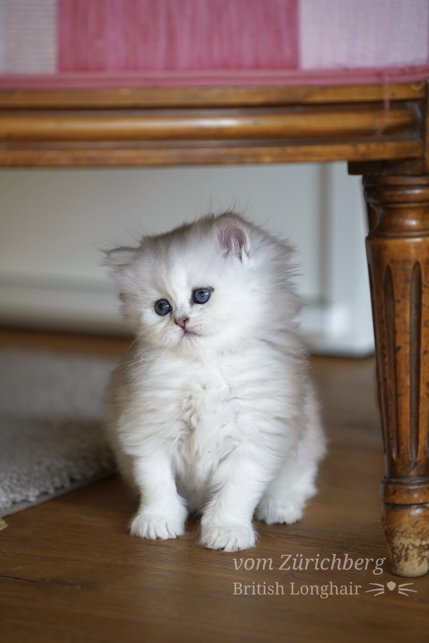 Orfee Litter F1_2019-10-511