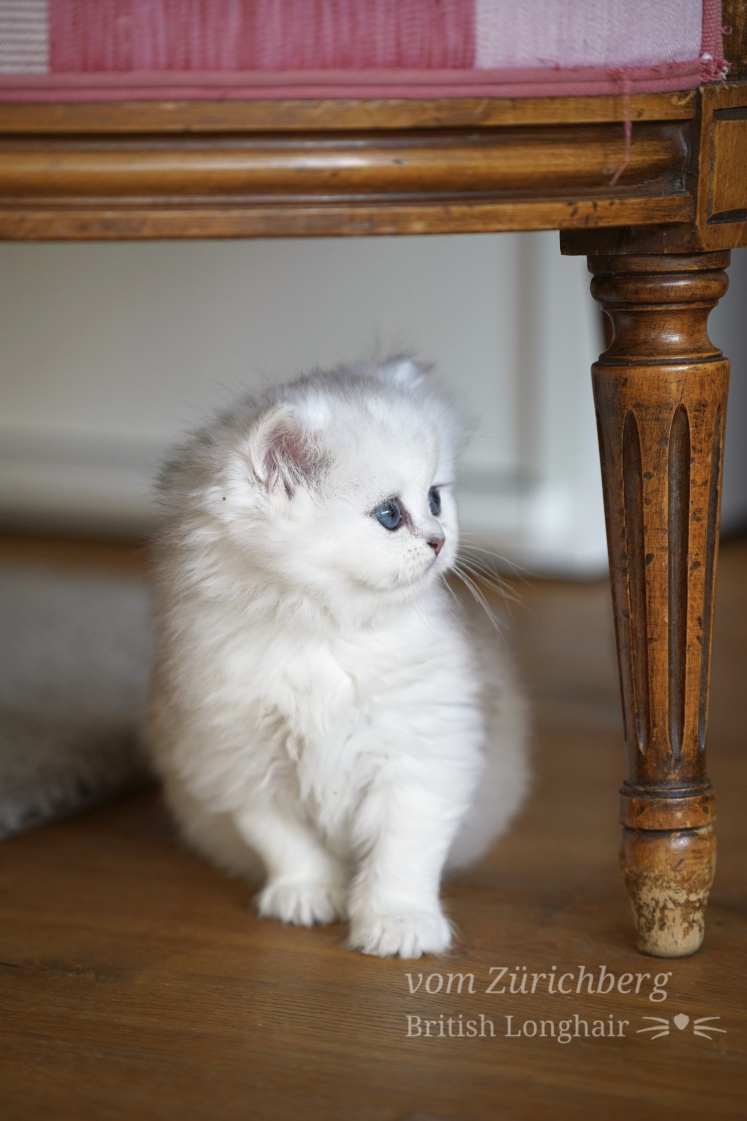 Orfee Litter F1_2019-10-512