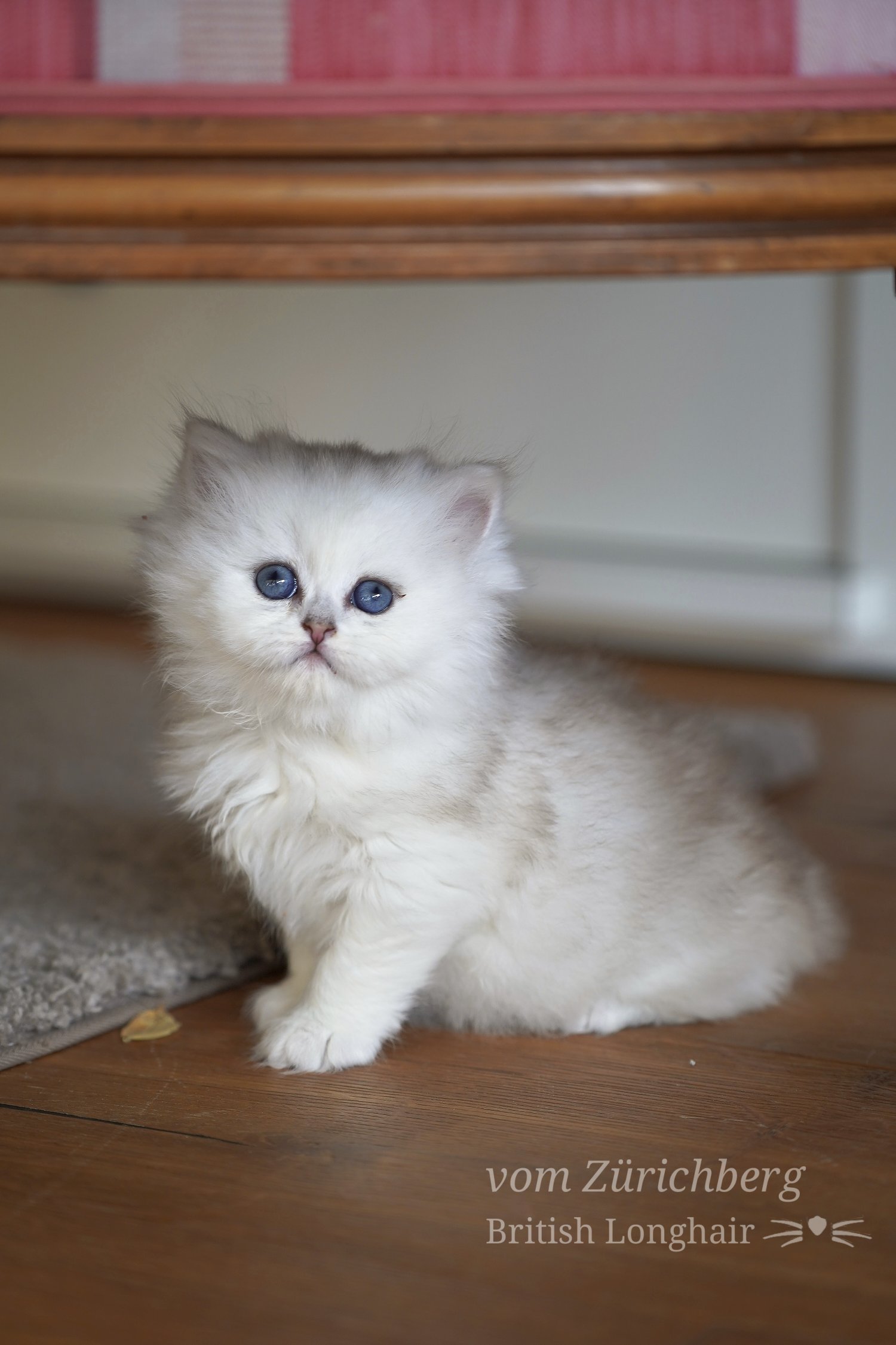 Orfee Litter F1_2019-10-513