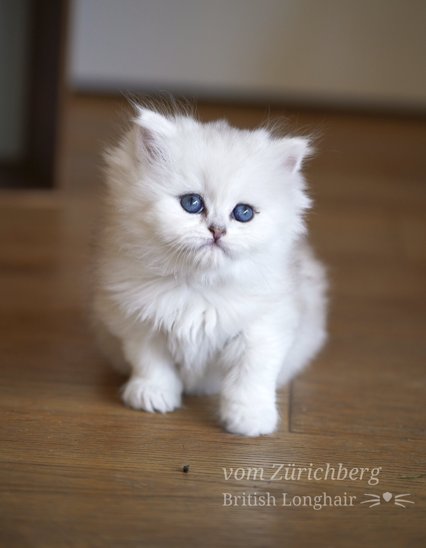 Orfee Litter F1_2019-10-518
