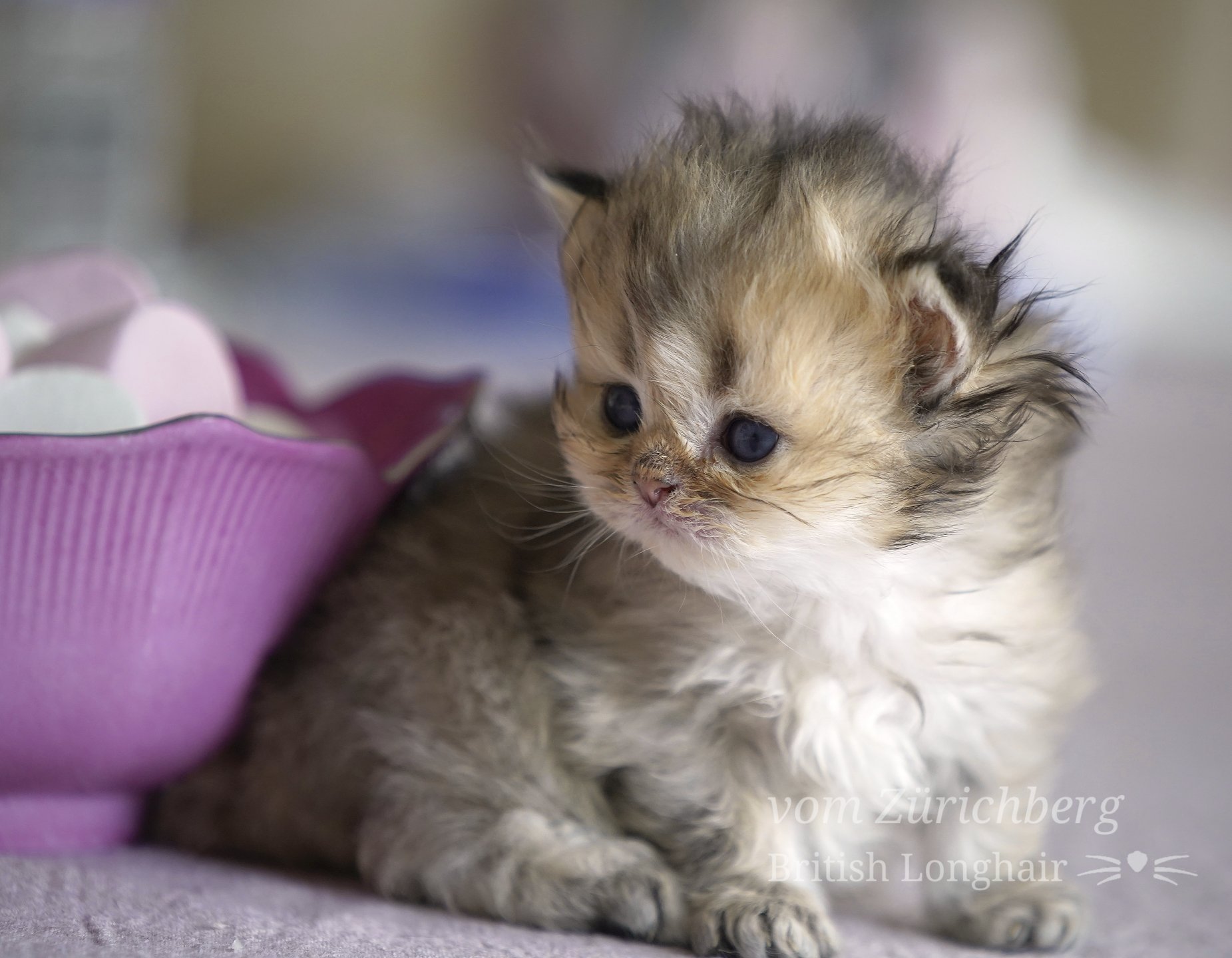 Orfee Litter F2_2019-10-407