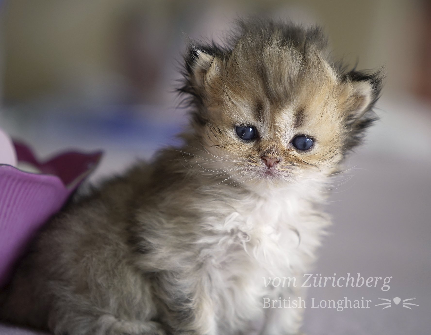 Orfee Litter F2_2019-10-410