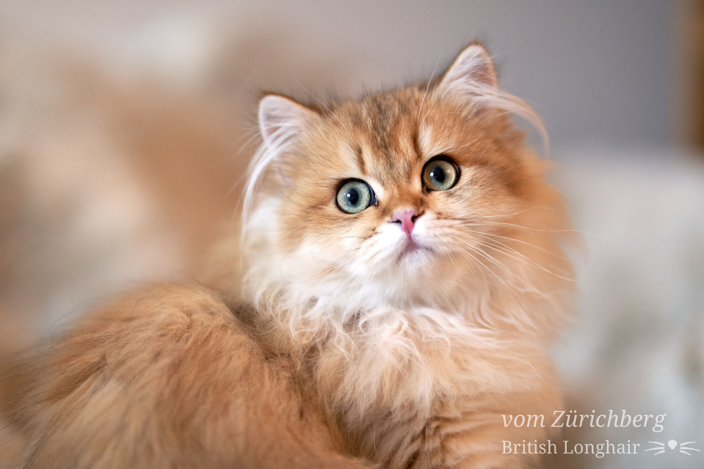 British petits chats_2018-10-038