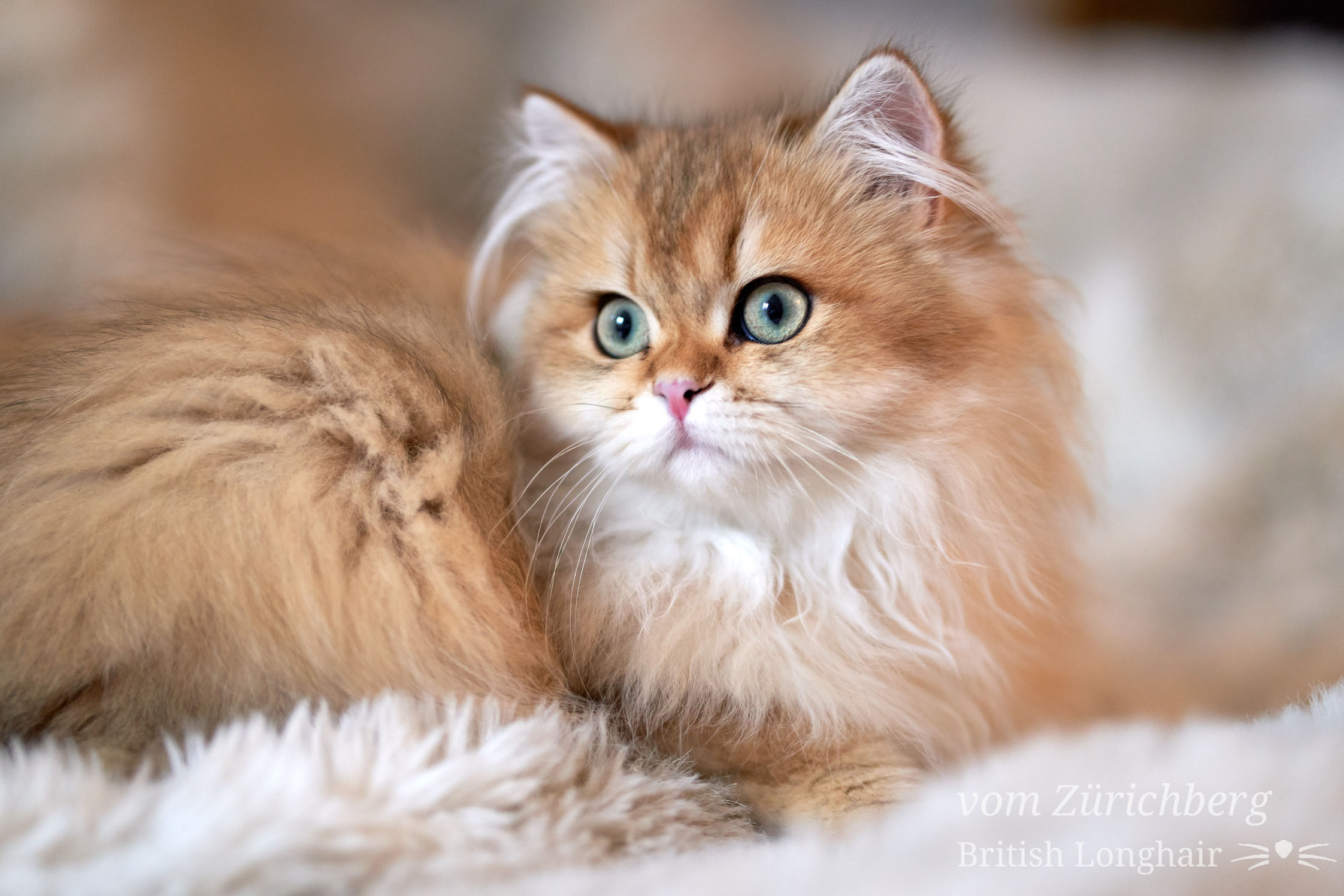 British petits chats_2018-10-039