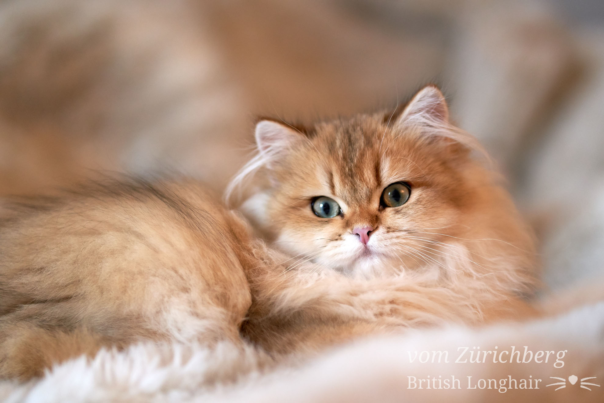 British petits chats_2018-10-041