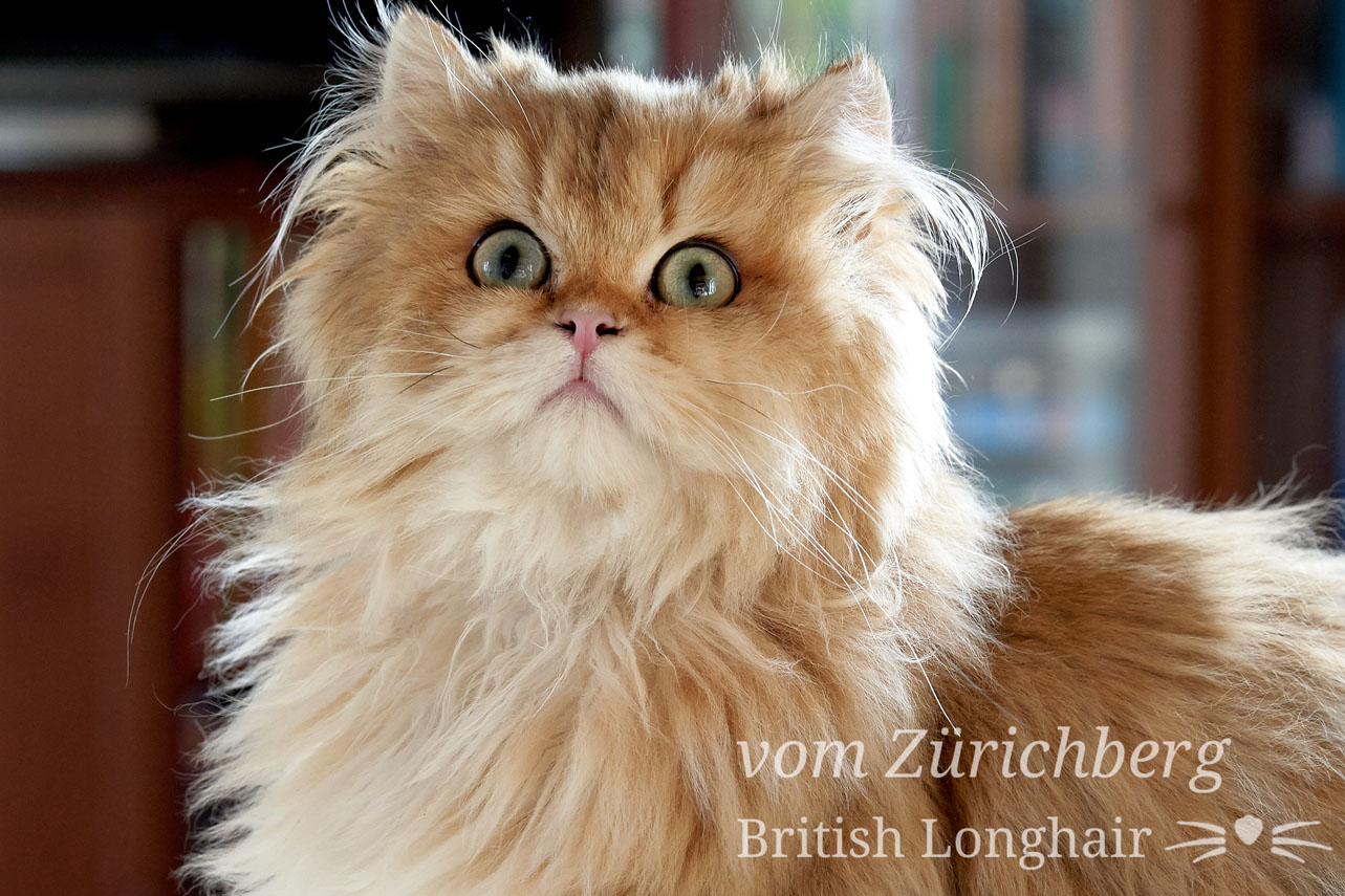 British_2018-12-403