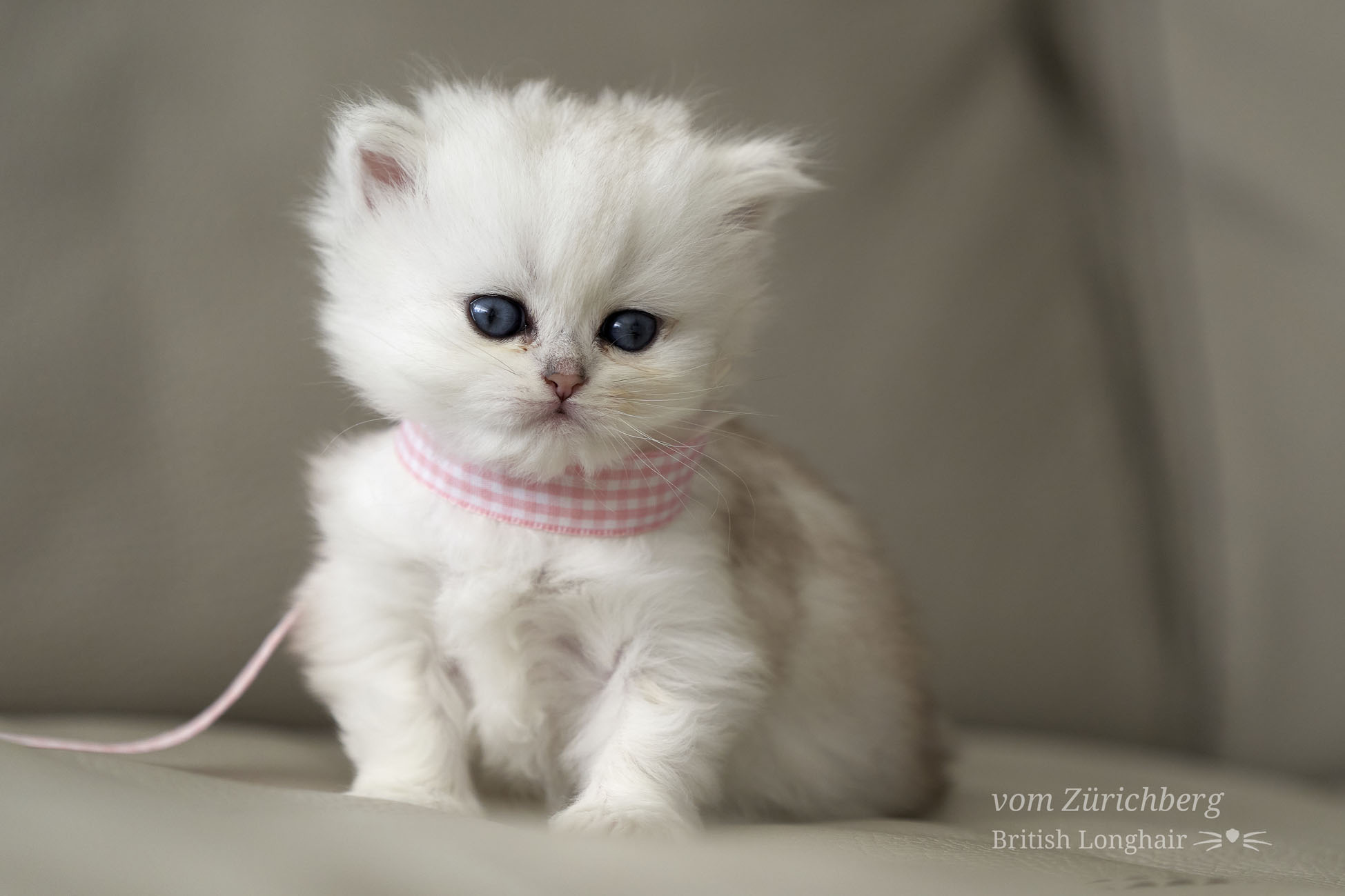 Litter G4_2020-09-141