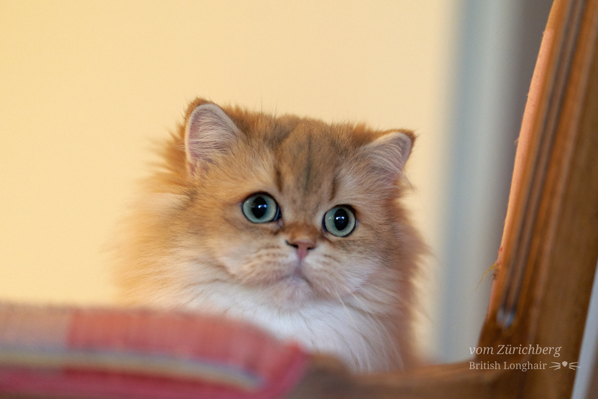 Poppy_2021-10-1000