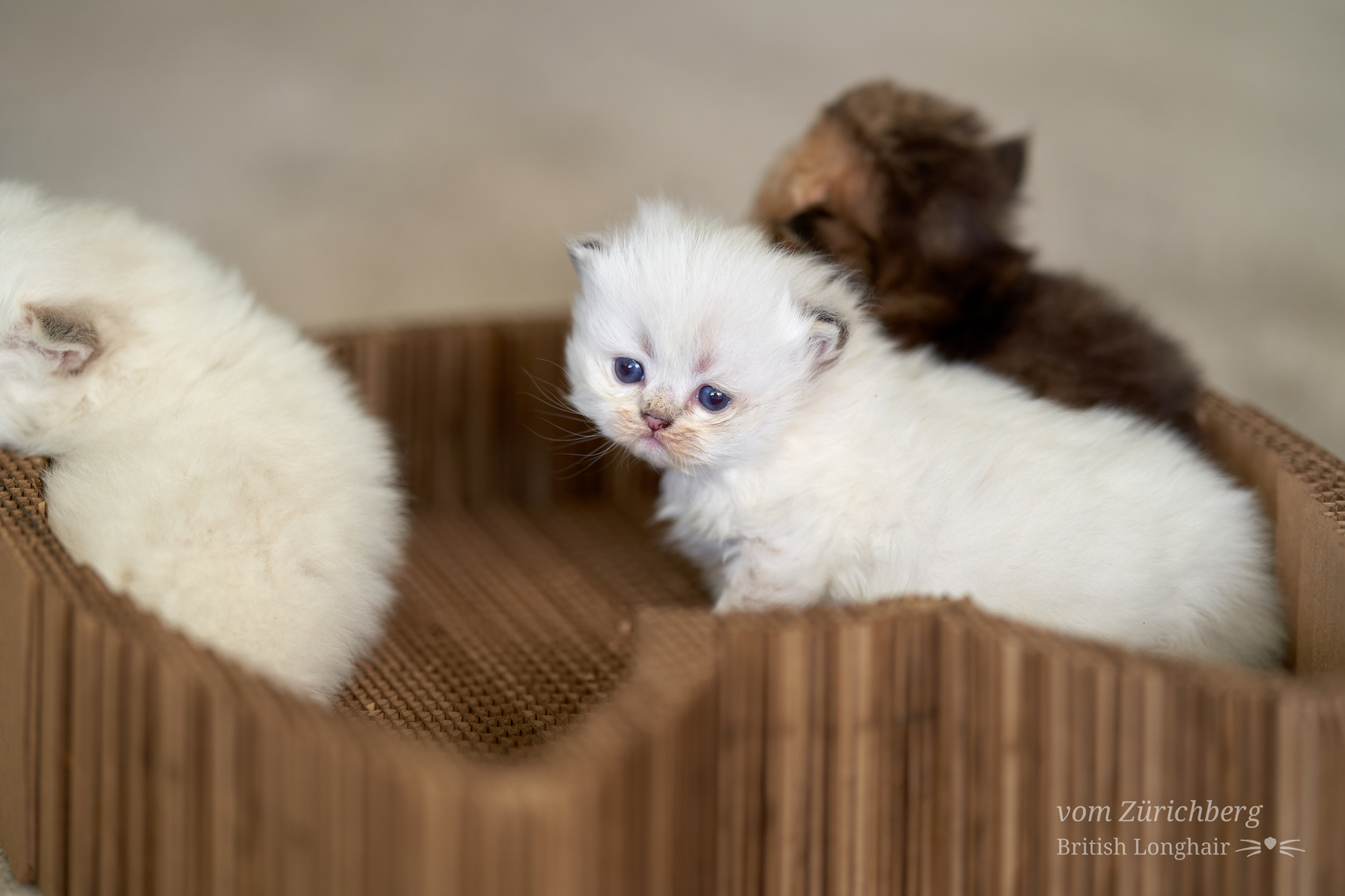 Kitten I1_2022-05-001