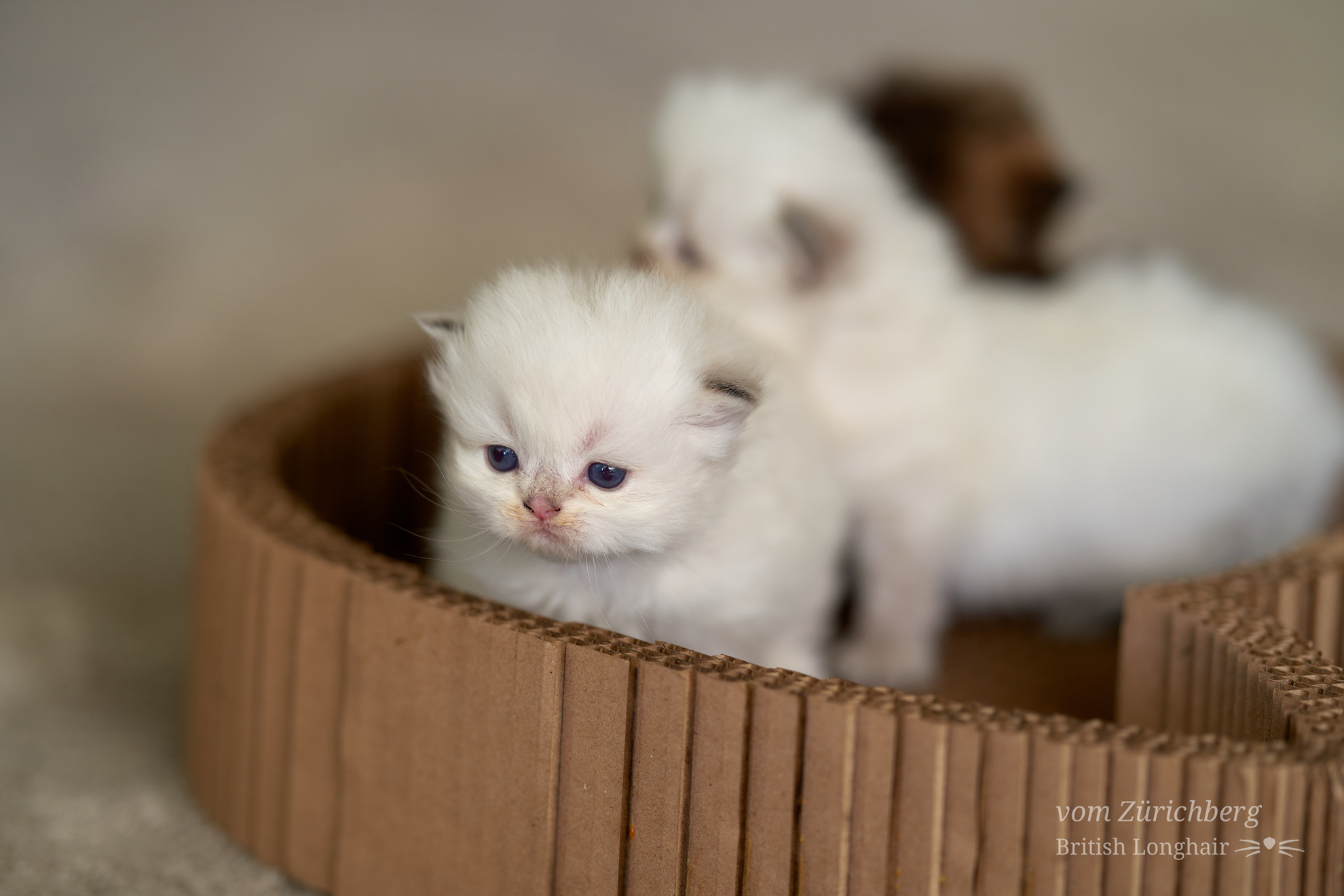 Kitten I1_2022-05-004