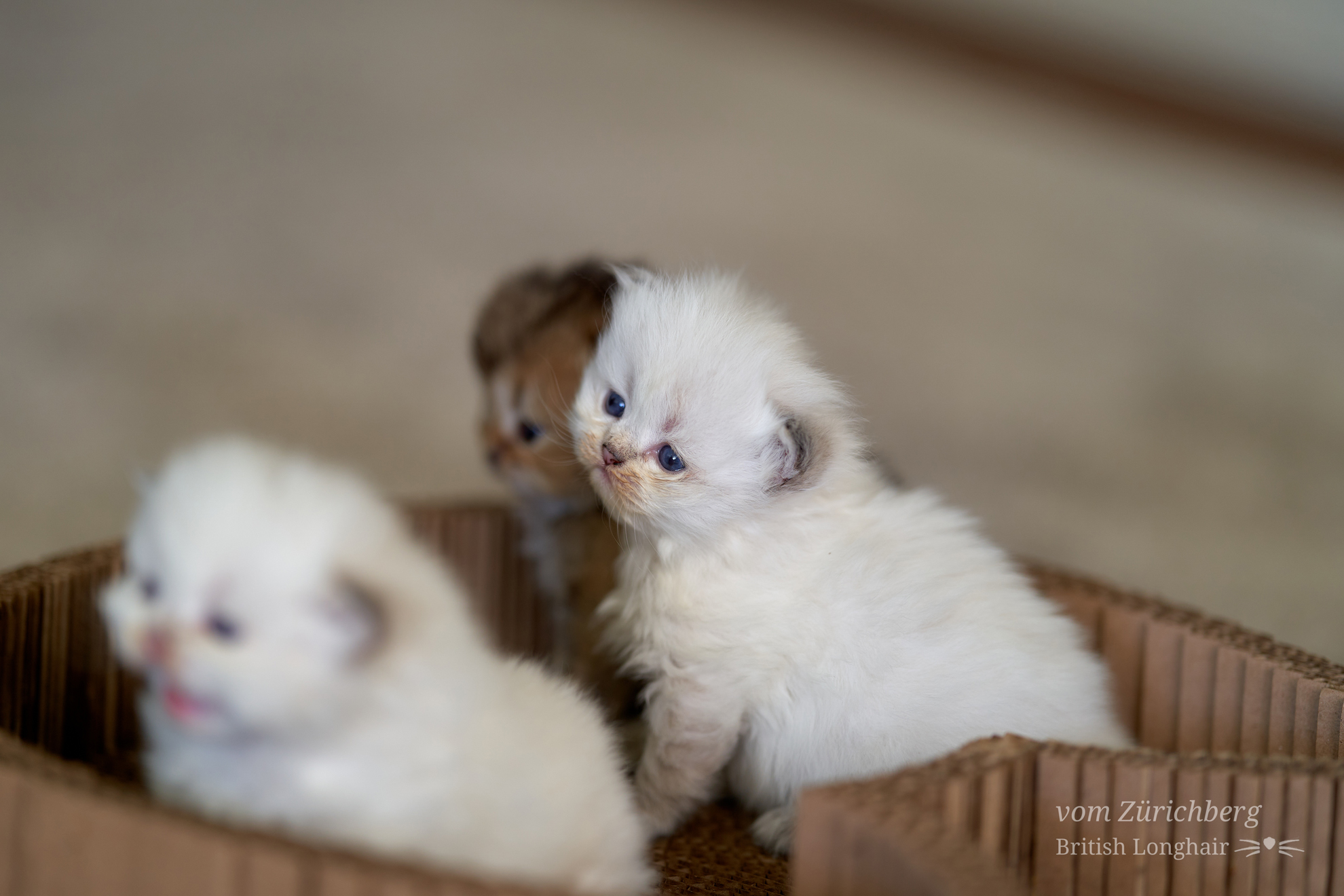 Kitten I1_2022-05-007