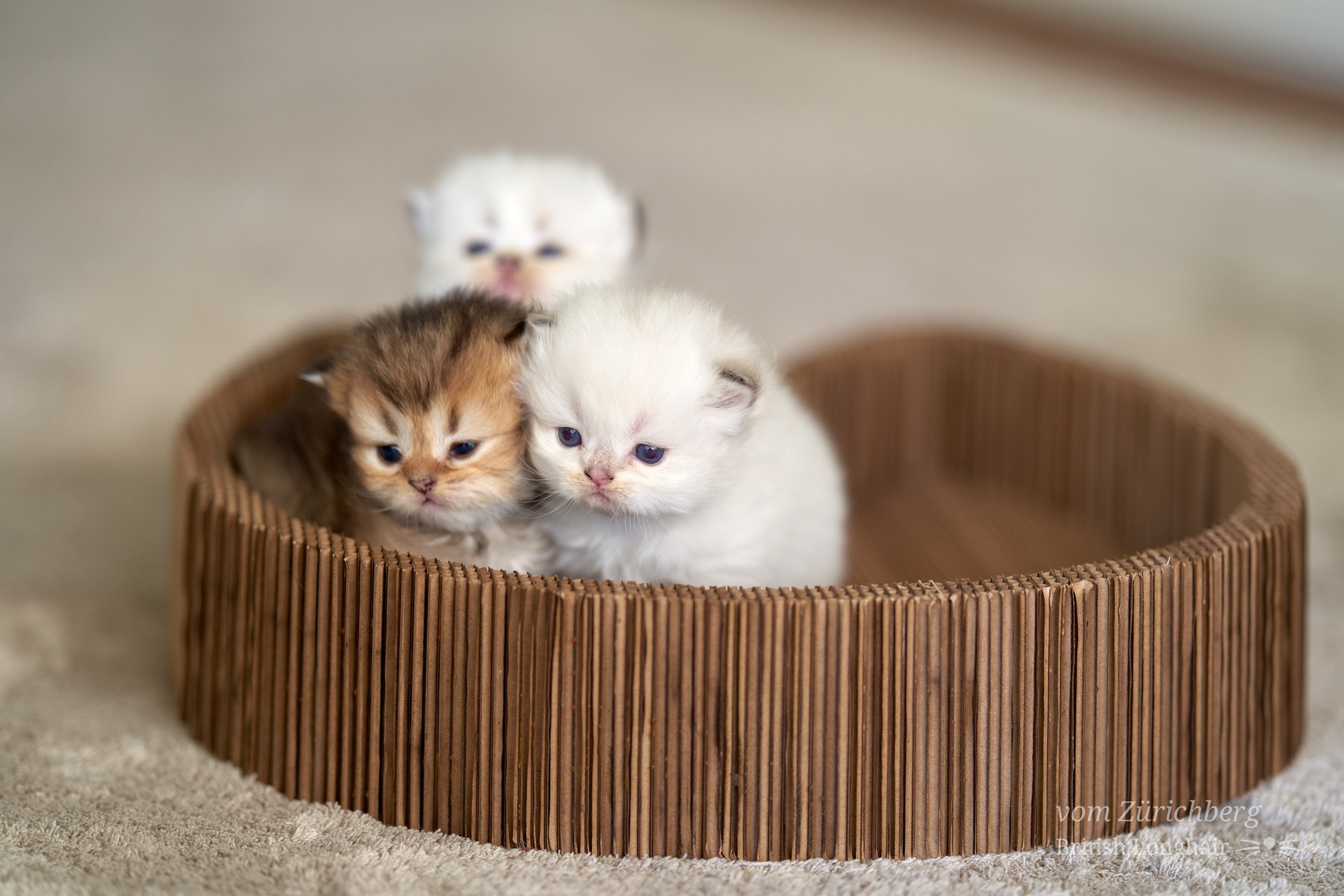Kitten I1_2022-05-009
