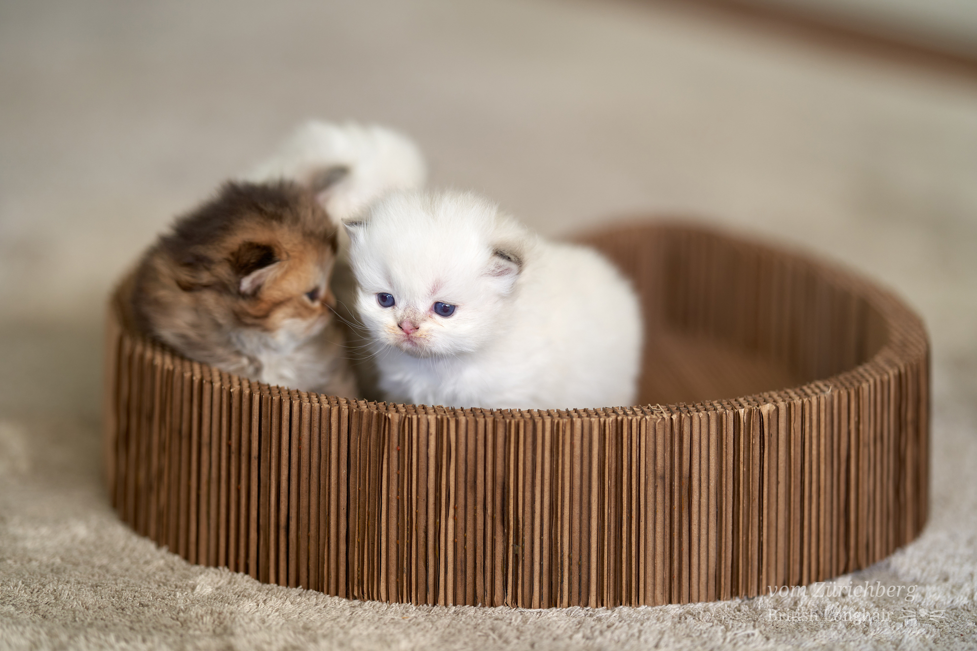 Kitten I1_2022-05-013