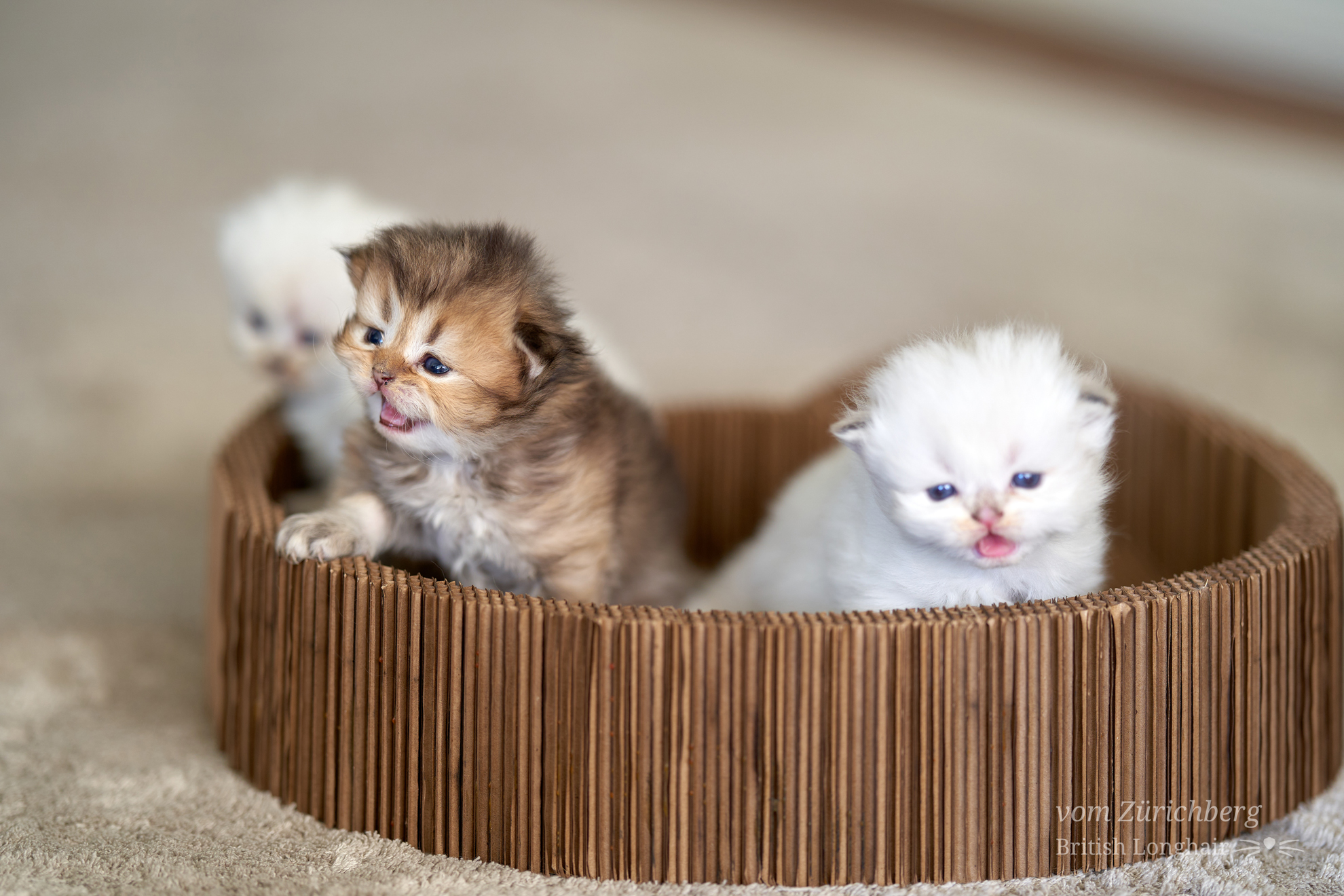 Kitten I1_2022-05-014