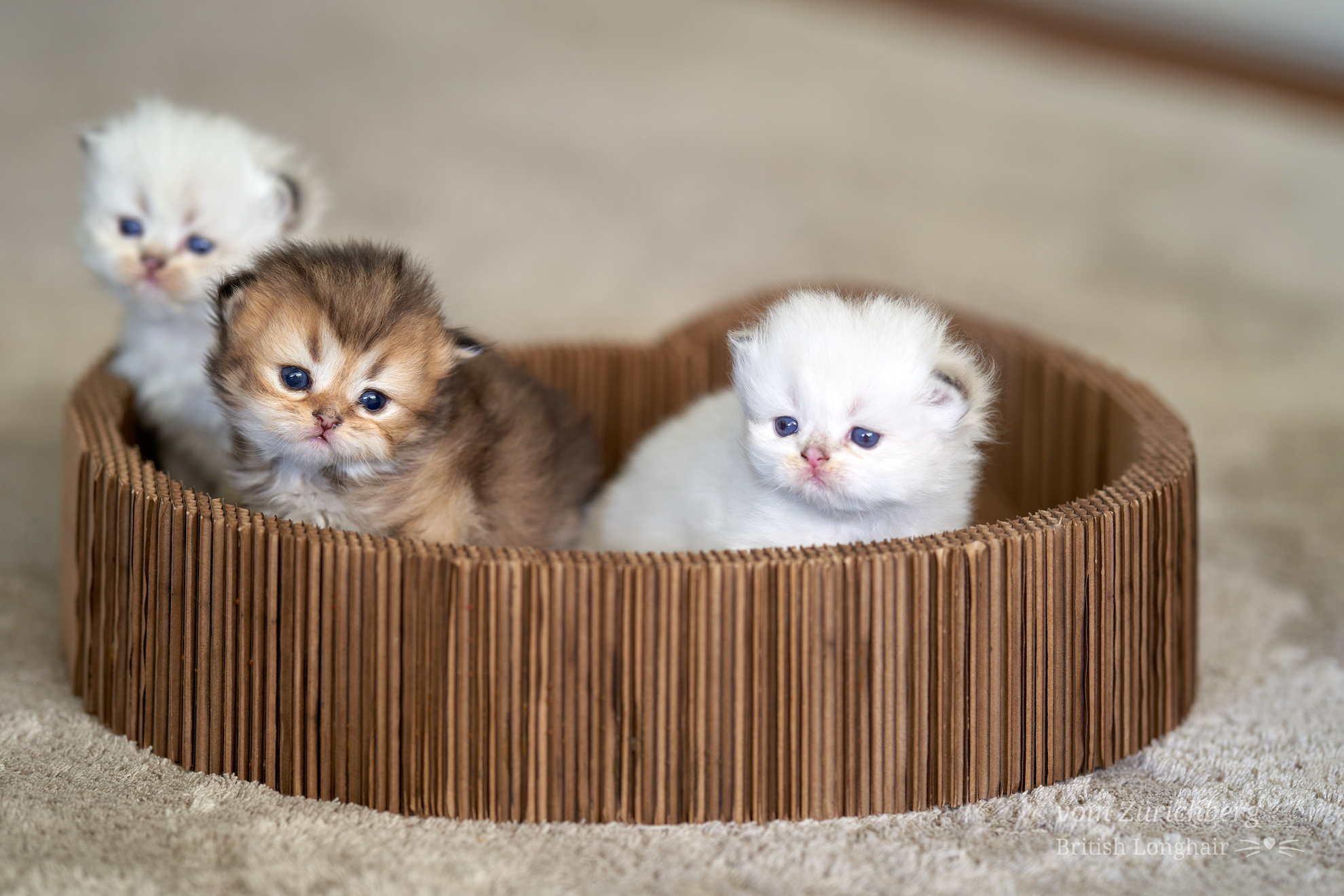 Kitten I1_2022-05-017