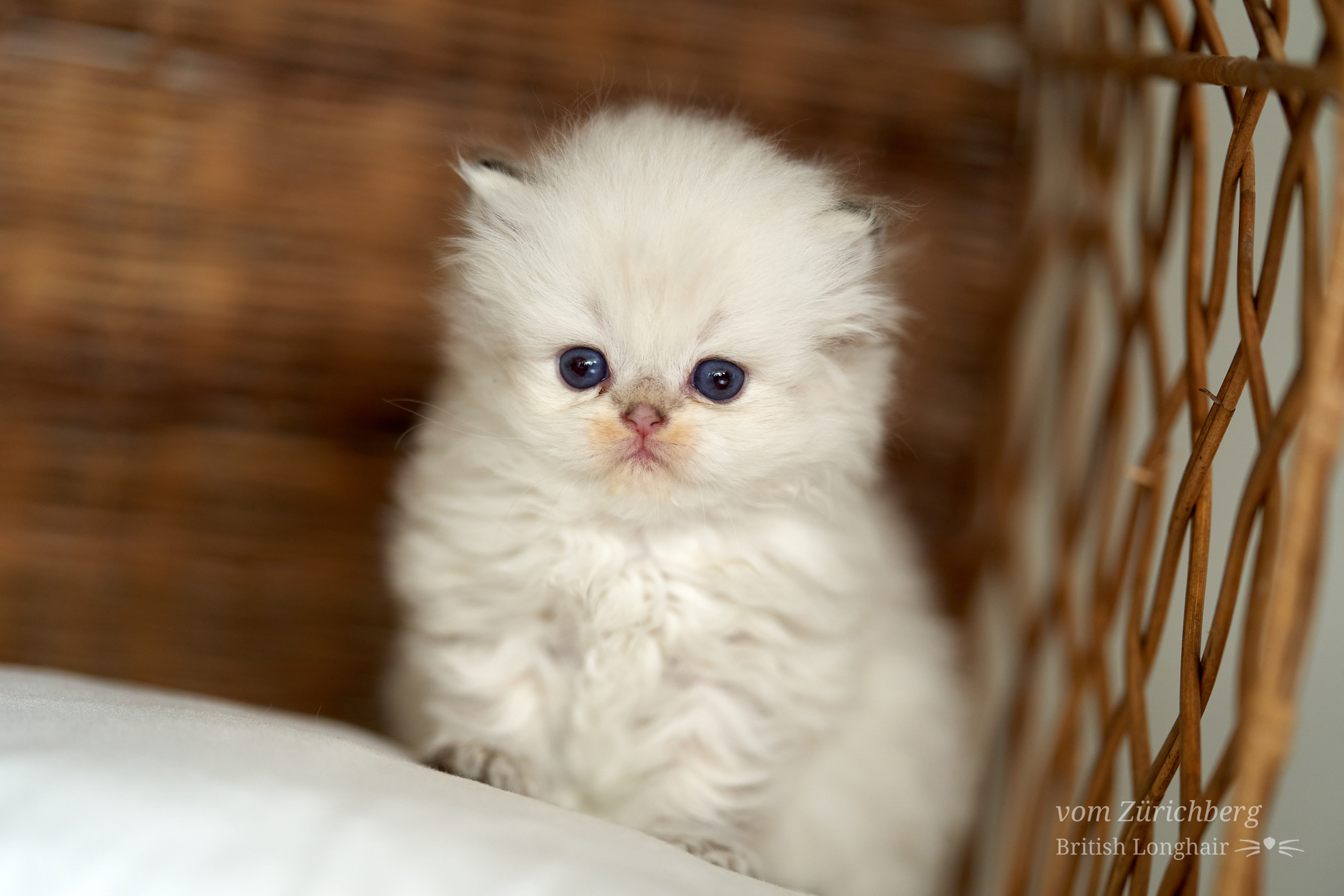 Kitten I1_2022-06-117