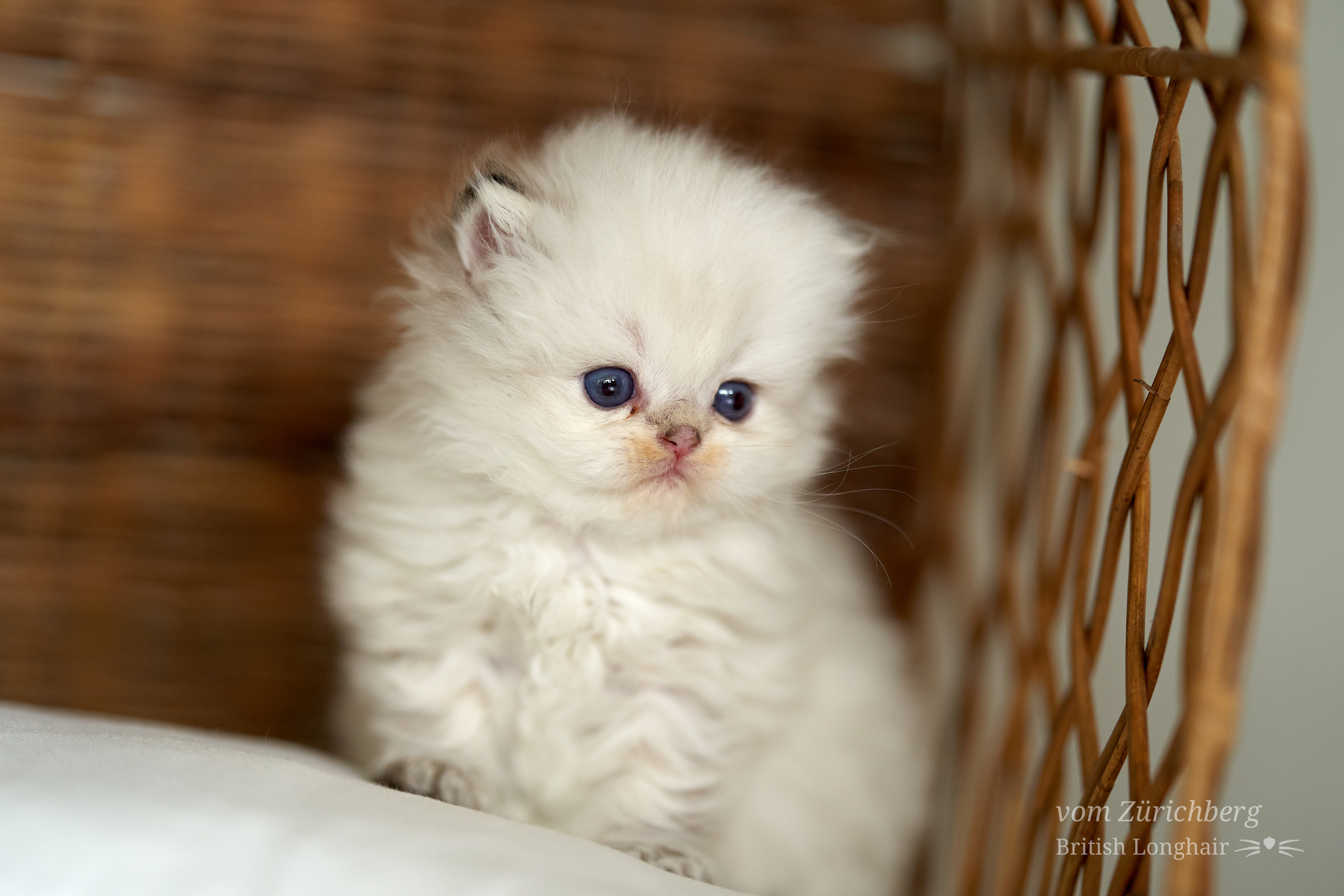 Kitten I1_2022-06-118