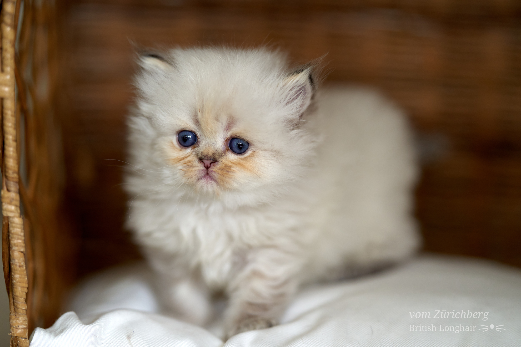 Kitten I1_2022-06-138