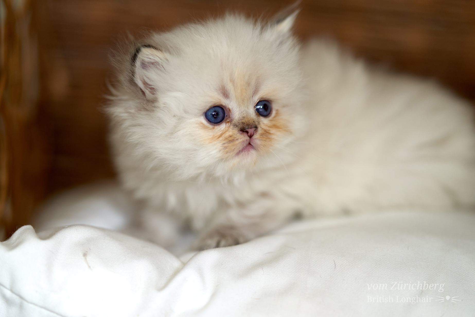 Kitten I1_2022-06-143