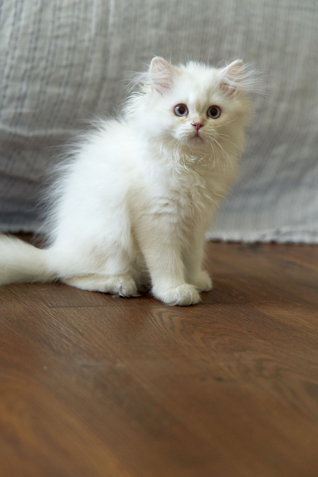 Litter T_22-08-308