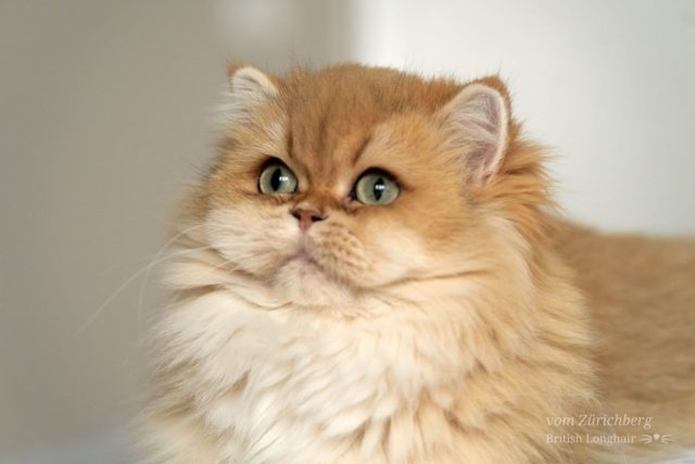 Poppy_2023-11-035-small003