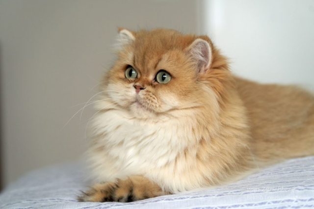 Poppy_2023-11-038-small002