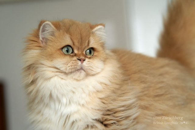 Poppy_2023-11-041-small001