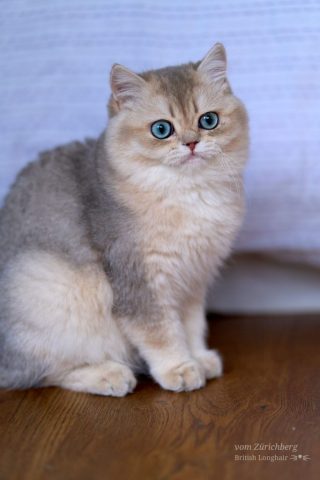 Cosmos_2025-10-053-small003