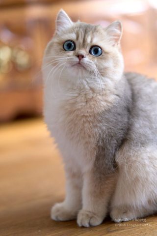 Cosmos_2025-10-054-small002