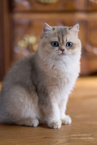 Cosmos_2025-10-061-small001